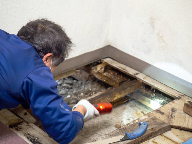 Best DIY Mold Remediation Support Services in Marin City, CA