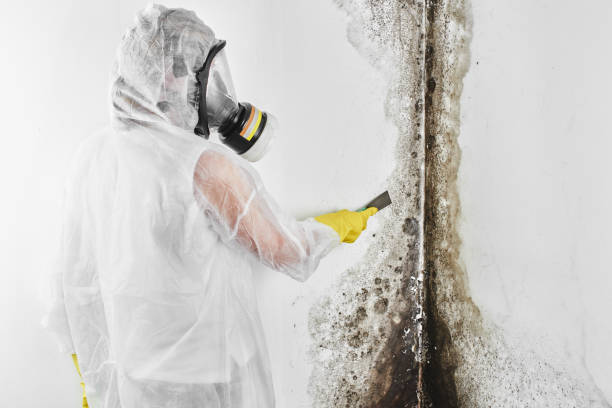 Best White Mold Remediation in Marin City, CA