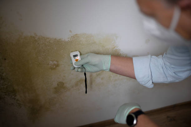 Best Basement Mold Remediation in Marin City, CA